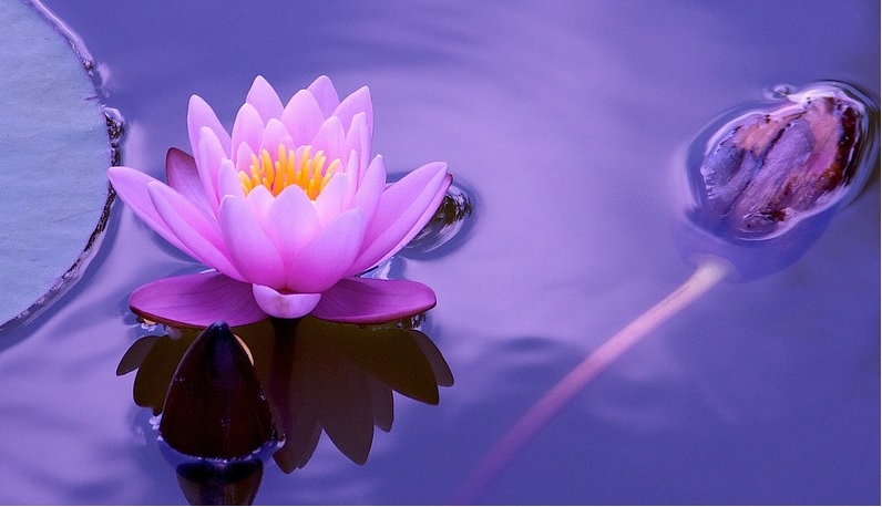 lotus nature